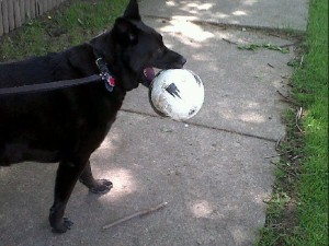 Roscoe stealing a soccer ball on a walk